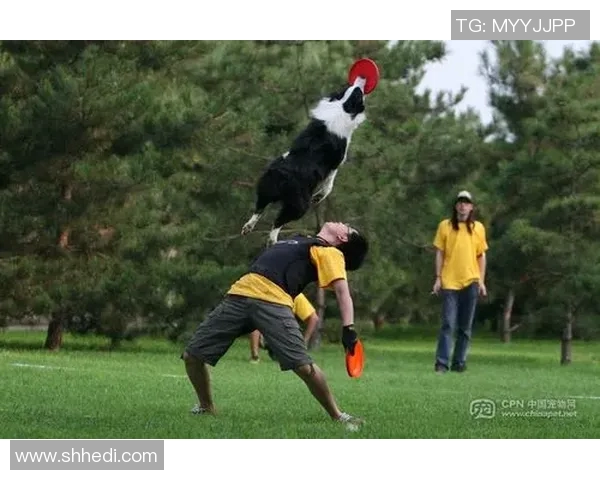 杭州飞盘队比赛经验分析与数据解读探讨